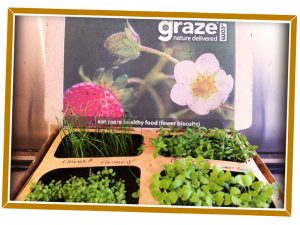 Graze.com Box Design and Packaging
